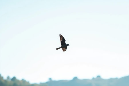 Minimalistic Photo of a Lesser Nighthawk in Flight Against a Clear Sky for Nature and Wildlife Postersの素材