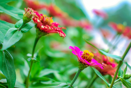 Zinnia flower in the gardenの写真素材