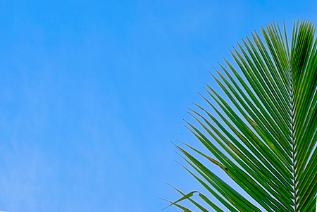 palm leaf on blue sky backgroundの写真素材