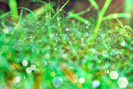Morning dew.Dew drop on a blade of grass. Abstract backgroundの写真素材