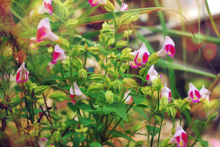 Wishbone flower, Bluewings or Torenia flower in the gardenの写真素材