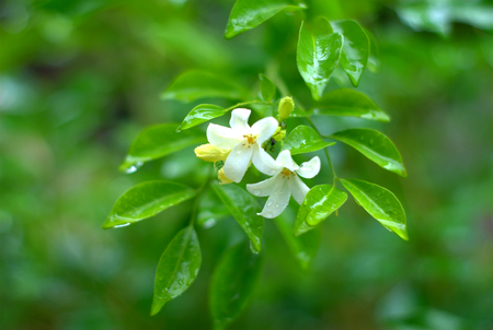 Orange jasmine flower in the gardenの写真素材