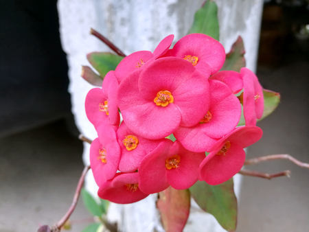 Euphorbia Milii flower bloomingの写真素材