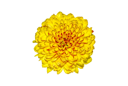 chrysanthemum flower isolated on white backgroundの写真素材