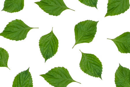 Natural leaves on white background, pattern styleの写真素材