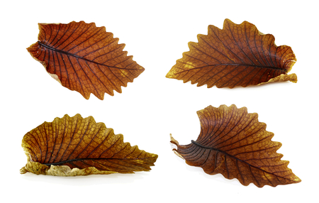 Dry leaf isolated on whiteの写真素材