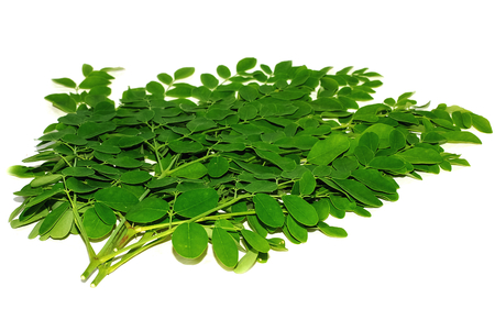 Moringa oleifera leaves isolated on whiteの写真素材