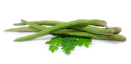Moringa oleifera isolated on whiteの写真素材