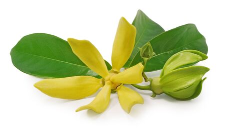 Magnolia champaca flower isolated on white backgroundの写真素材