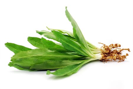 Culantro leaf or Parsley isolated on white backgroundの写真素材