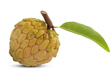 Annona or Custard apple isolated on white backgroundの写真素材