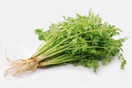Coriander leaf isolated on white backgroundの写真素材