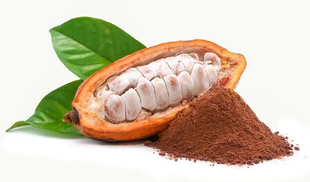 Cocoa fruit or Cacao fruit isolated on white backgroundの写真素材