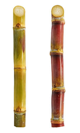 Sugarcane isolated on white backgroundの写真素材