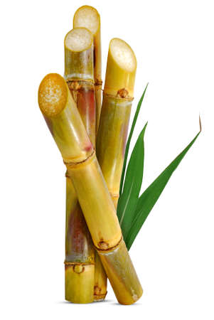 Sugarcane isolated on white backgroundの写真素材