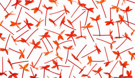 ixora flower pattern isolated on white backgroundの写真素材