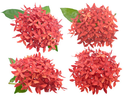 Ixora flower isolated on white backgroundの写真素材