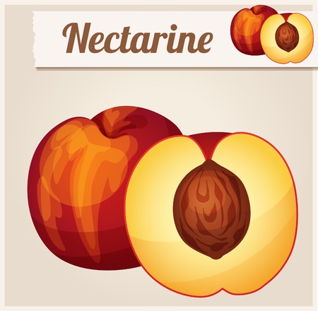 Nectarine.  Detailed Vector Iconのイラスト素材