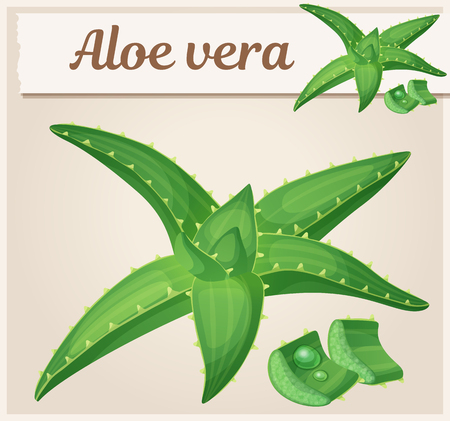 Aloe vera plant illustration. Cartoon vector iconのイラスト素材