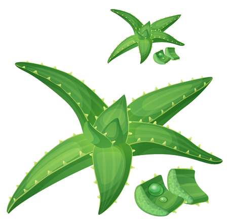 Aloe vera plant illustration. Cartoon vector icon isolated on white backgroundのイラスト素材