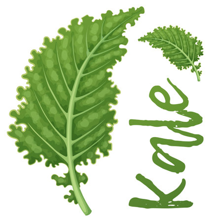 Green kale cartoon illustration isolated on white background. Food vector icon, fresh salad organic vegetableのイラスト素材