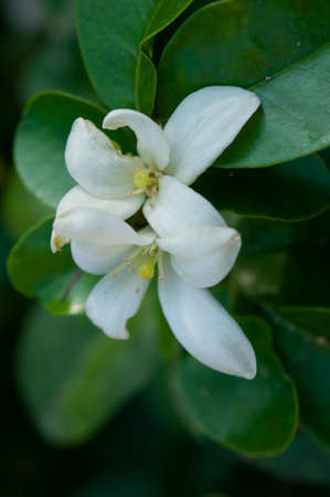 White fragrance flower on green leaf.の写真素材
