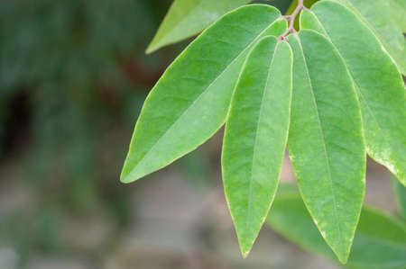  Green leaf isolated on blur background, close up.の写真素材