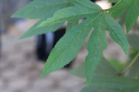 Green leaves isolated on blur background, close up.の写真素材