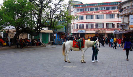 Horse standing to entertain people at Darjeeling Mall, West Bengal, Indiaのeditorial素材