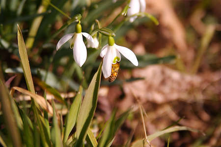 flower with bee
