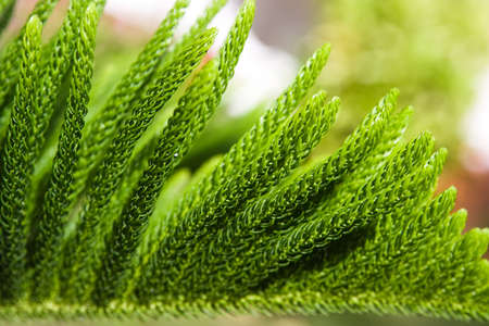 tropical cropの写真素材