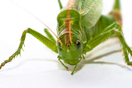 grashopperの写真素材