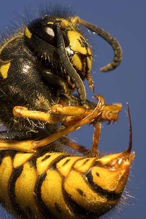 killer bee