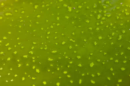 green textureの写真素材