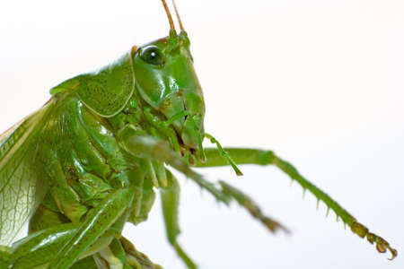 grashopperの写真素材