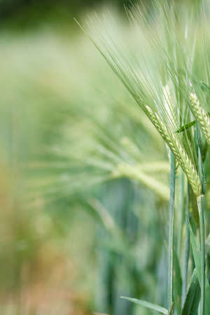 Yellow grain ready for harvest growing in a farm fieldの写真素材