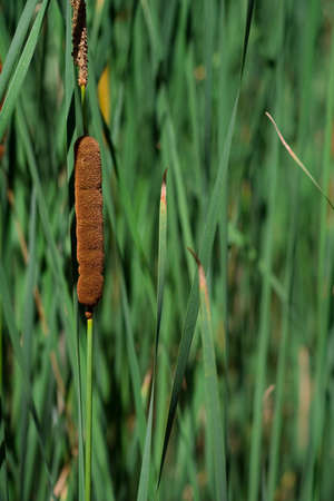 green cane as texture background