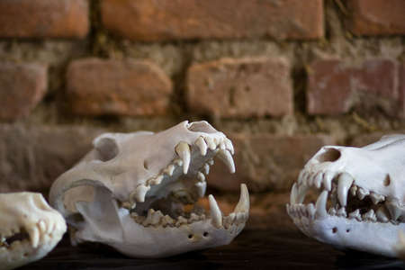 oritinal wolfs old skullの写真素材