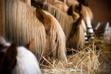 many horses in a row eating at the stablesの写真素材