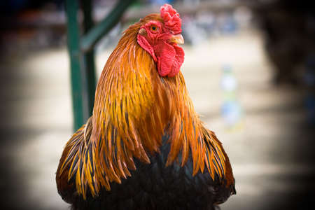 verry nice young henの写真素材