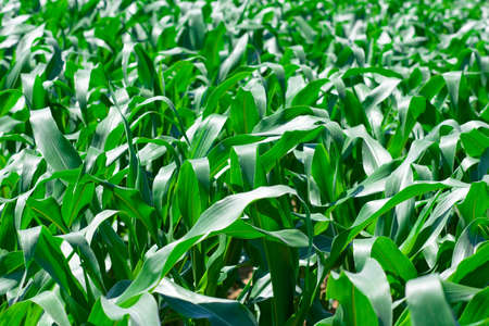 Row of corn on an agricultural field.