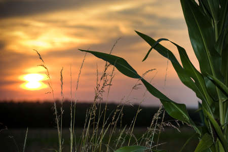 sunset on a corn fieldの写真素材