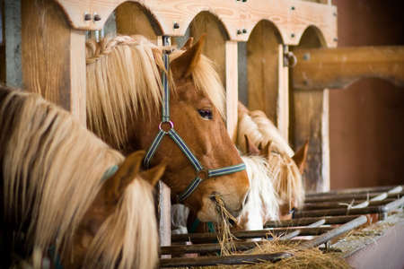many horses in a row eating at the stablesの写真素材