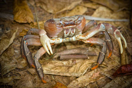 a crab in natural environmentの写真素材