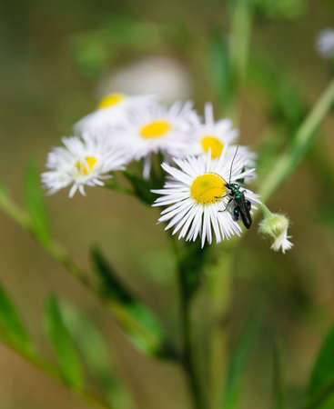 Spring grass field with many white daisies