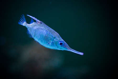 under watter world with animals like fishの写真素材