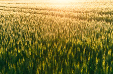a detailed photo of a field at sunset time