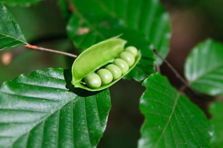 Fresh green Peas liying on leave as background