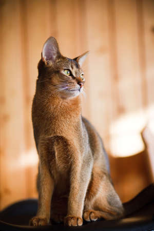 young brown Abyssinian cat on charの写真素材