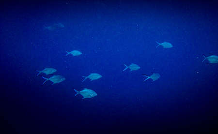 under water world at Maldives blue clear seaの写真素材